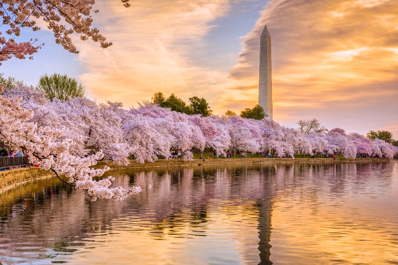 A beautiful sunset view of the Washington Monument during spring.