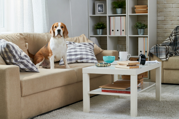 Old Beagle sitting on sofa